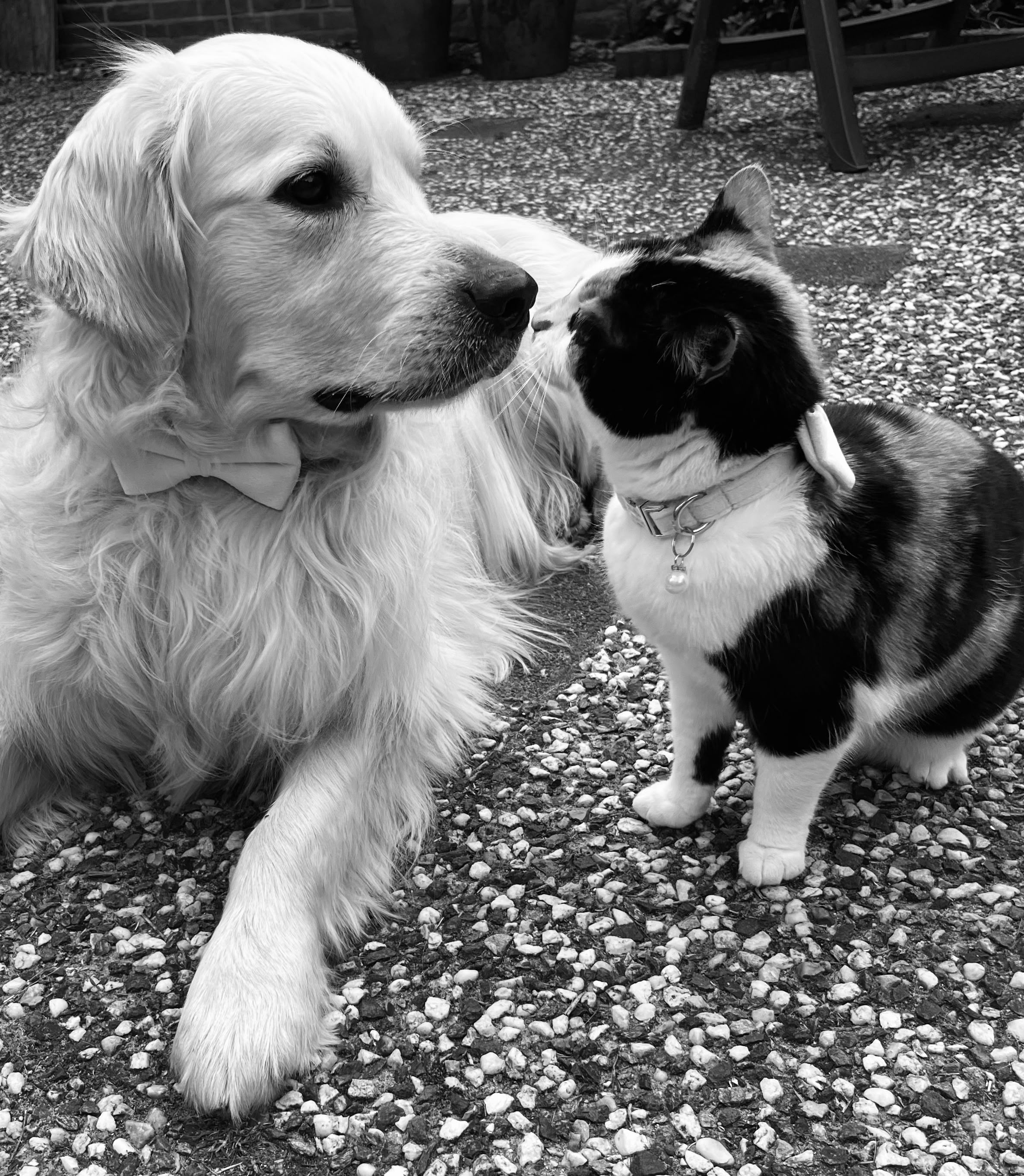 De hond en kat van Samantha en Timo met strikjes